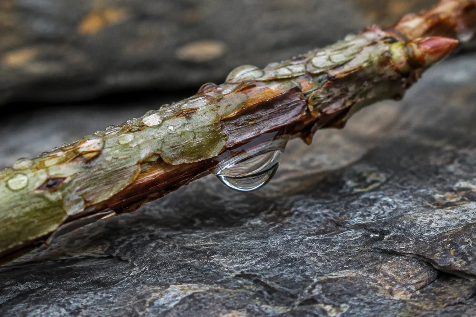 Botanical Salicylic Acid: Why Willow Bark Calms Adult Acne