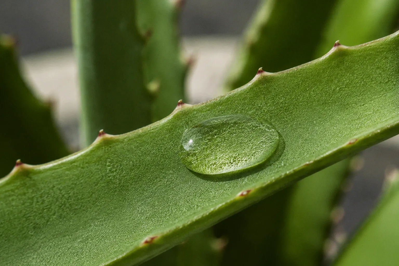 Plant-Derived Hyaluronic Acid: Is It Better for Skin?