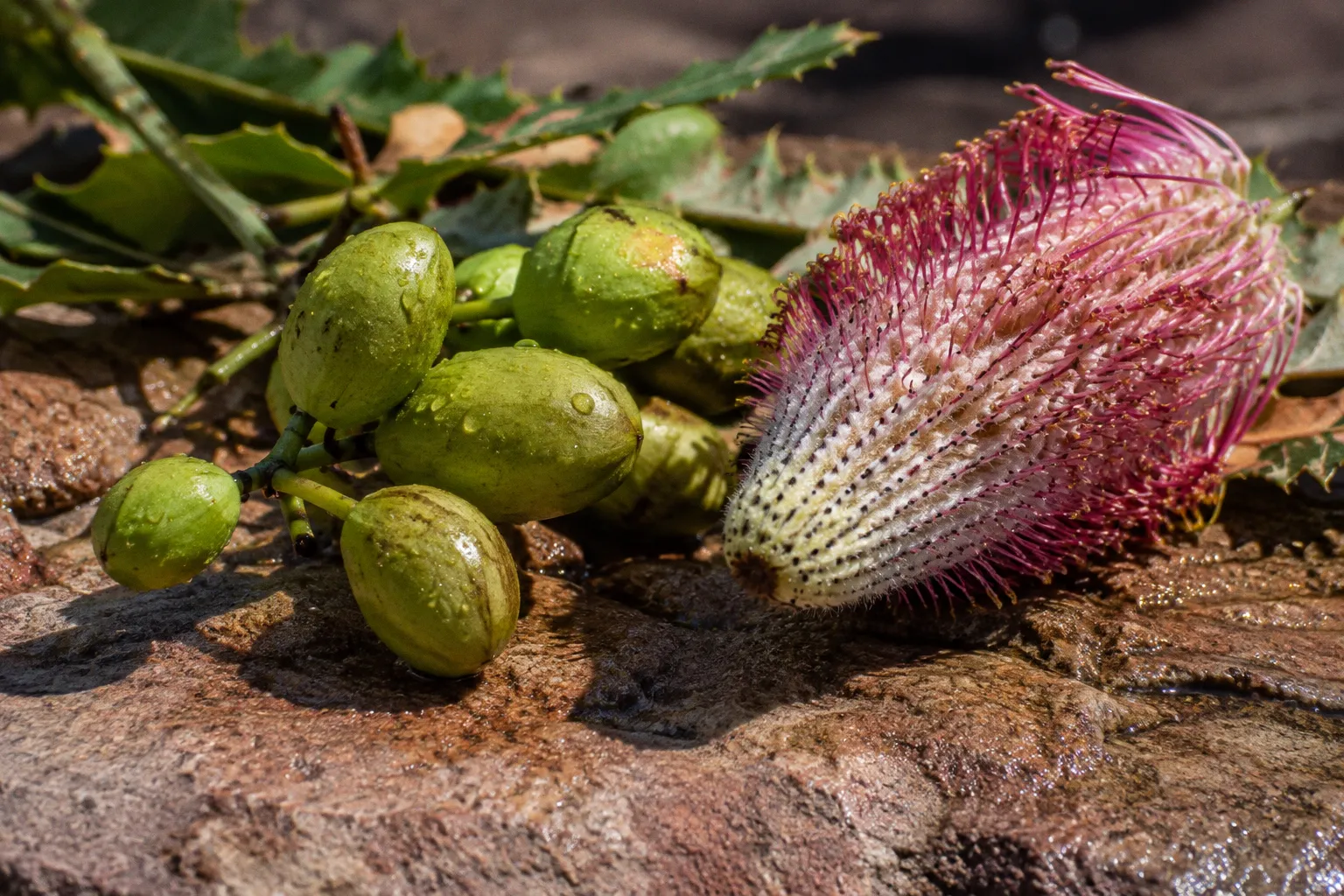 Wildcrafted Australian Botanicals: Are They Worth It?